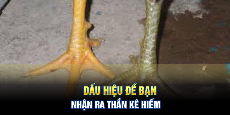 Dấu hiệu để bạn nhận ra thần kê hiếm