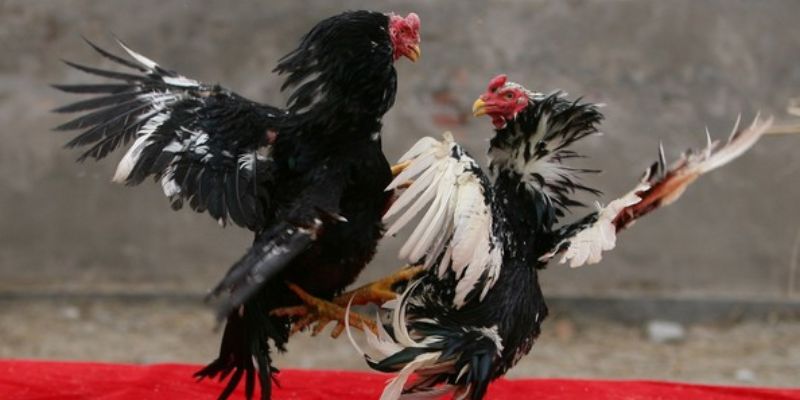 Hướng dẫn nuôi dưỡng chiến kê theo phương pháp đá gà thế xạ