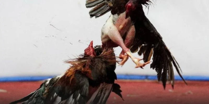 Một vài mẹo cược đá gà 8XX cực hay - cực hiệu quả