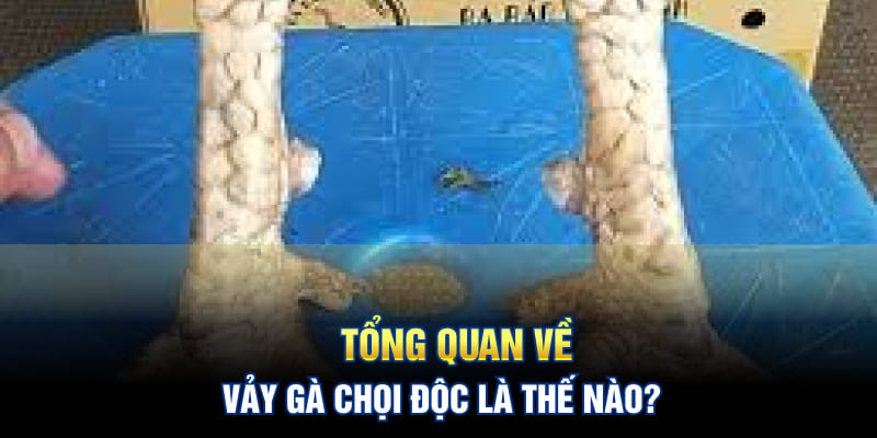 Tổng quan về vảy gà chọi độc là thế nào?