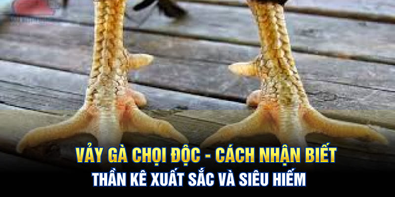 Vảy Gà Chọi Độc - Cách Nhận Biết Thần Kê Xuất Sắc Chuẩn